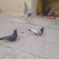 چندعدد کفتر سینهای|پرنده|مهریز, |دیوار