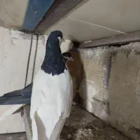 کبوتر سیاهپوش|پرنده|الوند, |دیوار