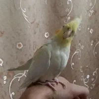 سه عدد عروس