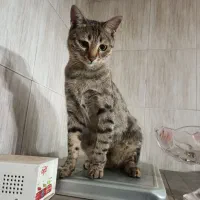 واگذاری|گربه|زنجان, |دیوار