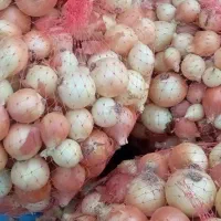 فروش ۲۰۰ ۳۰۰کیلو پیاز درجه یک|عمده‌فروشی|اسدآباد, |دیوار