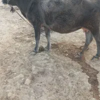 گاو|حیوانات مزرعه|منج, |دیوار