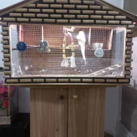 طوطی عروس نر