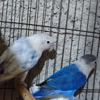 طوطی برزیلی مولد|پرنده|بهشهر, |دیوار