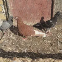 دمسفید ماده|پرنده|مشهد, عسگریه|دیوار