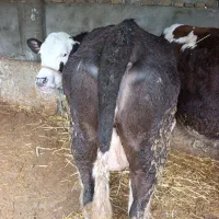 گاو برای قصابی