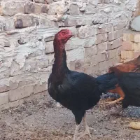 یک عدد مرغ لاری تخمی نصل دار جوان