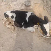 یک راس گوساله نر|حیوانات مزرعه|تاکستان, |دیوار