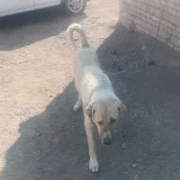 سگ ماده پژدر گمشده|حیوانات|بوئین زهرا, |دیوار