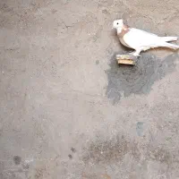 کبوتر طوقی|پرنده|داراب, |دیوار