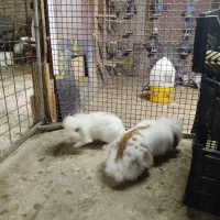 خرگوش پشمالو