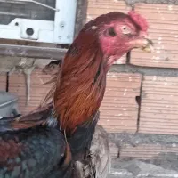 خروس لاری