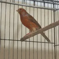 قناری دارچینی