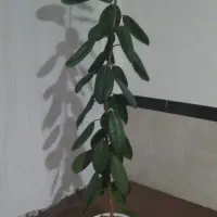 کل فیکوس قدبلند زیبا