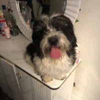 شتیزو|سگ|سیرجان, |دیوار