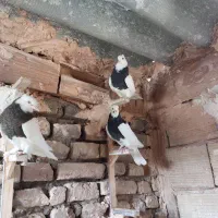 طوقی واکسی جوانه|پرنده|سبزوار, باهنر|دیوار