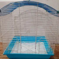 طوطی عروس ۳ ماهه|پرنده|آستانه اشرفیه, |دیوار