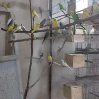 مرغ عشق بلوار کریمی|پرنده|نوشهر, |دیوار