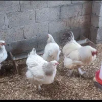 تخم مرغ برهما وآمروک ومینیاتوری|حیوانات مزرعه|اسالم, |دیوار