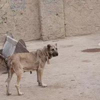 سگ سرابی|سگ|قهدریجان, |دیوار