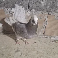 کبوتر هما