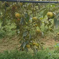 فروش خرمالو روی درخت ، صومعه‌ سرا ، ۱۰ تن بار|عمده‌فروشی|رشت, سعدی (تختی)|دیوار