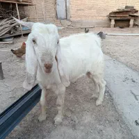 فروش بز نر سالم و سرحال