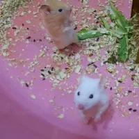 همستر (جواب همه سوالاتون داخل توضیحاته)