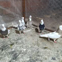 کبوتر طوقی|پرنده|مینودشت, |دیوار