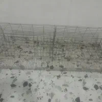 قفس جفتگاه کبوتر
