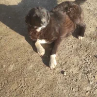 ماده سنگ قدرجونی