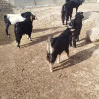 چپس ماده برای داشتی