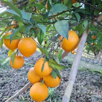 پرتغال تامسون سر باغ برگ چین|عمده‌فروشی|بهنمیر, |دیوار