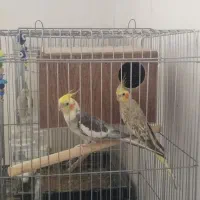 عروس هلندی