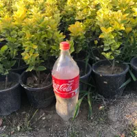 شمشاد طلایی لاوسون سیکاس گل کاغذی|خدمات باغبانی و درختکاری|آمل, |دیوار