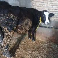 گاو سیمیتال بیست روز مانده به زایمان.در هشترود|حیوانات مزرعه|نظر کهریزی, |دیوار