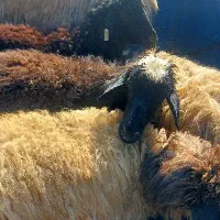 نیازمند چوپان