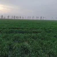 زمین زراعی۲هکتارباحقابه تهاترباکرج تهران|فروش دفتر صنعتی، کشاورزی، تجاری|کرج, شهرک بنفشه|دیوار