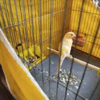 قناری نر رسمی بلند|پرنده|ملایر, |دیوار