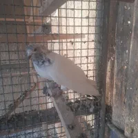 کفتر|پرنده|تهران, دبستان|دیوار