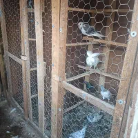 لانه ی کبوتر