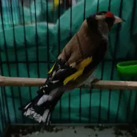 سهره نر|پرنده|نظرآباد, رسالت|دیوار