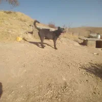 یک سگ خوب و باهوش برای نگهبانی|سگ|سلطانیه, |دیوار