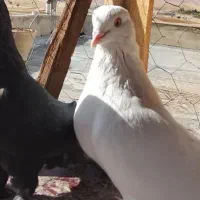 یک جفت سفید چشم نوک پاپر