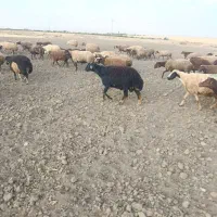 سلام مال درجه یک