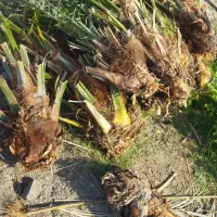 فروش انواع نهال مرکبات و انبه . پاجوش نخل و زیتون|خدمات باغبانی و درختکاری|چابهار, |دیوار