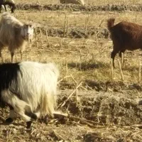 بز داشتی25تومن