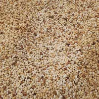 پسته پوک وگو روابی شمارا خریدارم