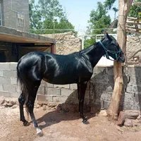 اسب