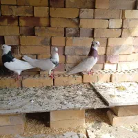 کبوتر‌طوقی